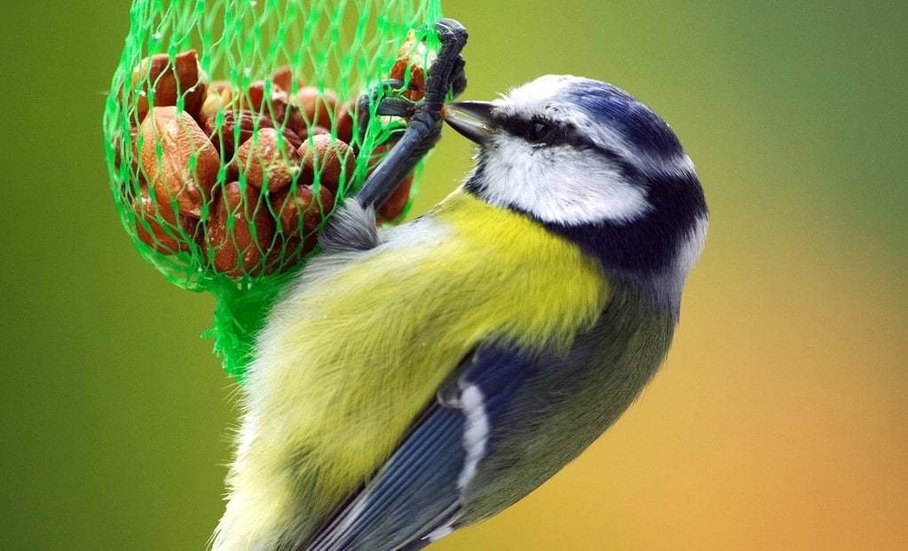 Ce que révèle la présence d'une plume d'oiseau dans son logement