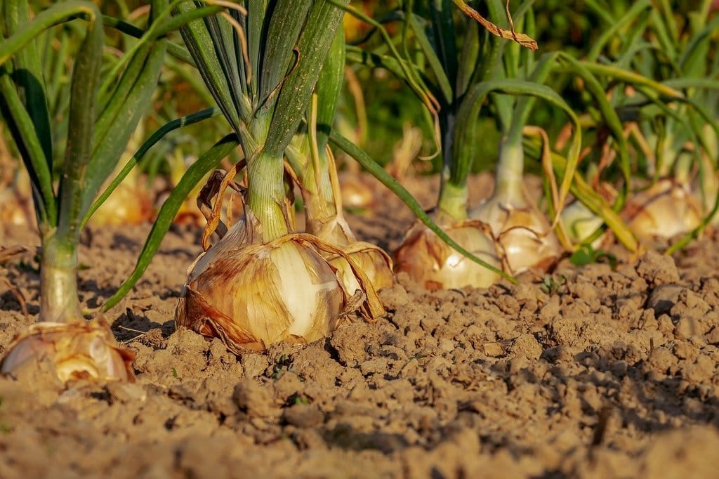 Les enjeux de la gestion d'une exploitation agricole